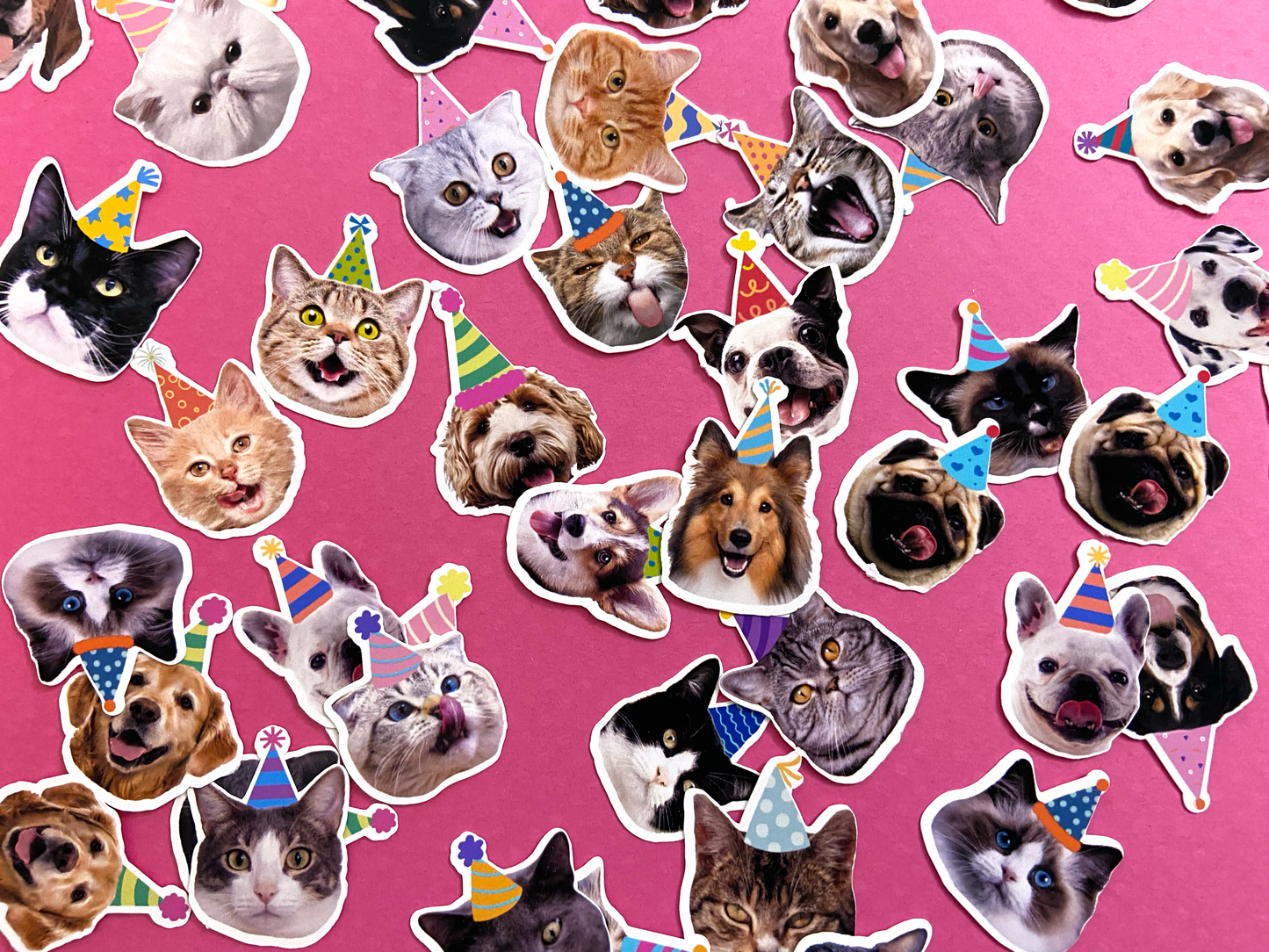 Dog/Cat Party Bundle